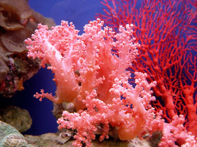 ≪涼やかな色・夏の色２≫珊瑚色（さんごいろ） | カラー、色彩ご提案 ...